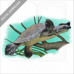 Fly River Turtle stock image