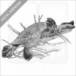 Fly River Turtle