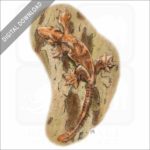 Kuhl's Flying Gecko stock image