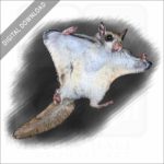 Southern Flying Squirrel stock image