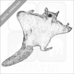 Southern Flying Squirrel