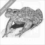 Foothill Yellow-legged Frog