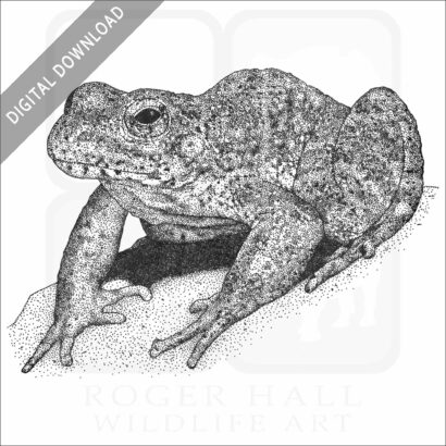 Foothill Yellow-legged Frog