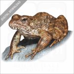 Foothill Yellow-legged Frog stock image