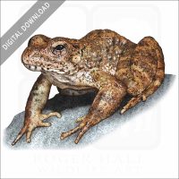 Foothill Yellow-legged Frog stock image