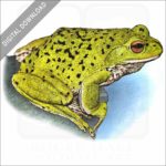 Forest Green Tree Frog stock image