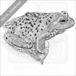 Forest Green Tree Frog