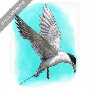 Forster's Tern stock image