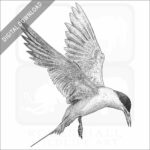 Forster's Tern