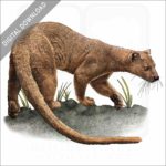 Fossa stock image
