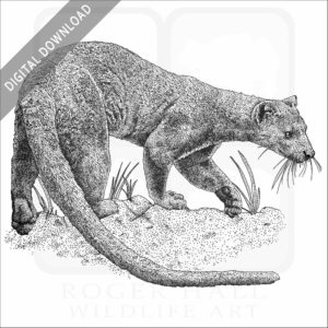 Fossa
