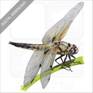 Four-Spotted Skimmer Dragonfly stock image