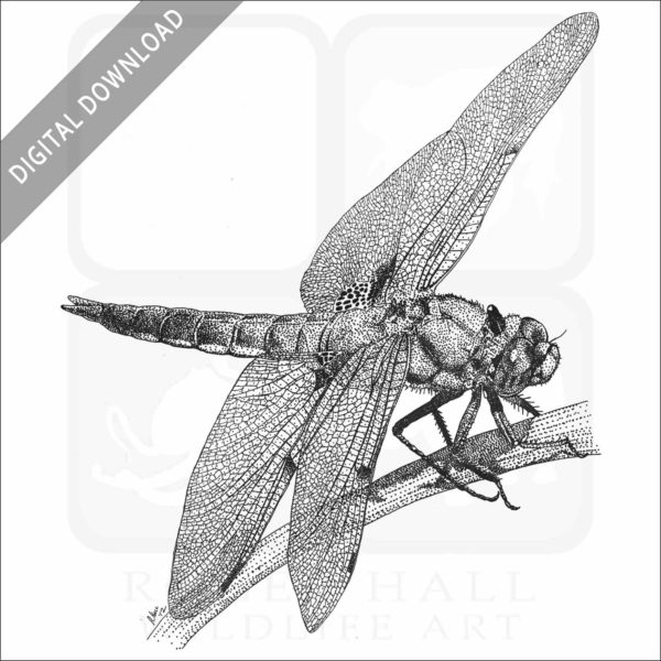 Four-Spot Skimmer Dragonfly