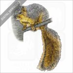 Fox Squirrel stock image