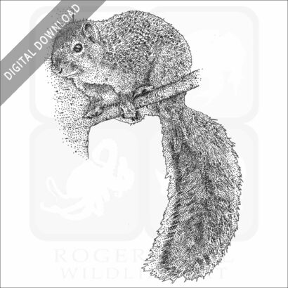 Fox Squirrel