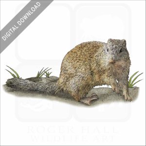Franklin's Ground Squirrel stock image