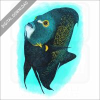French Angelfish stock image
