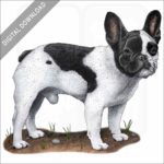 French Bulldog stock image