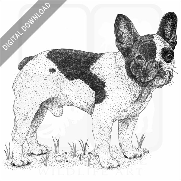 French Bulldog