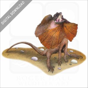 Frill-Necked Lizard stock image