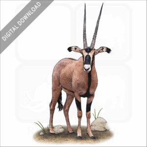 Fringe-Eared Oryx stock image