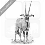 Fringe-Eared Oryx