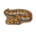Stock Art Drawing of a Gaboon Viper