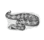 Stock Art Drawing of a Gaboon Viper - Image 2