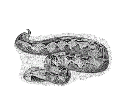 Stock Art Drawing of a Gaboon Viper - Image 2