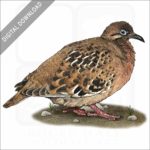 Galapagos Dove stock image