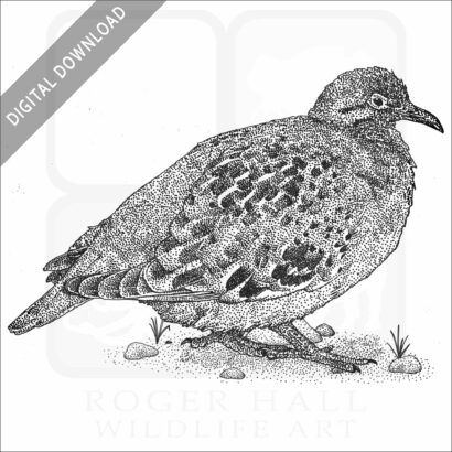 Galapagos Dove