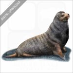 Galapagos Fur Seal stock image