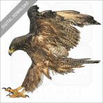 Galapagos Hawk stock image