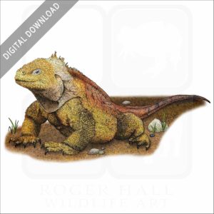Galapagos Land Iguana stock image