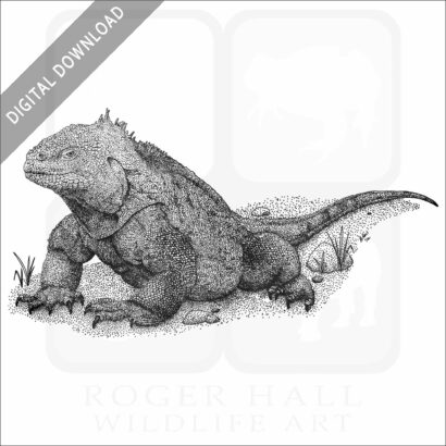 Galapagos Land Iguana