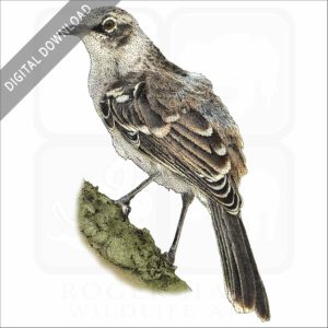 Galapagos Mockingbird stock image