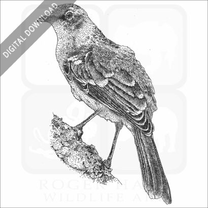 Galapagos Mockingbird