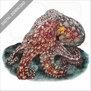 Galapagos Octopus stock image