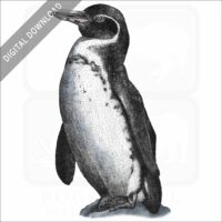 Galapagos Penguin stock image