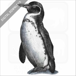 Galapagos Penguin stock image