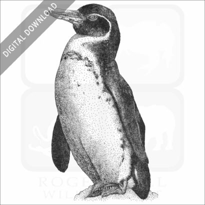 Galapagos Penguin