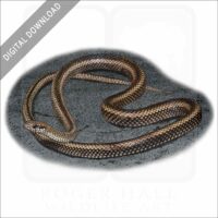 Galapagos Racer stock image