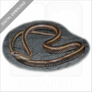 Galapagos Racer stock image