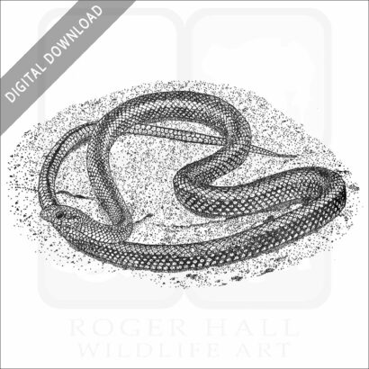 Galapagos Racer