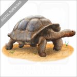 Galapagos Tortoise stock image