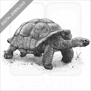 Galapagos Tortoise