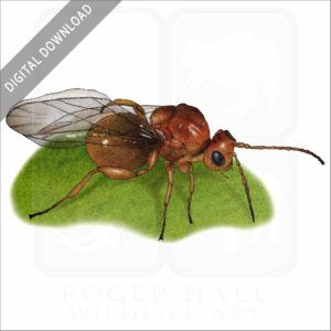 California Gall Wasp stock image