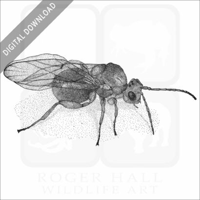 California Gall Wasp