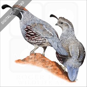 Gambel's Quail stock image