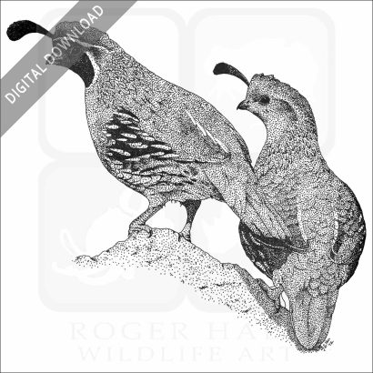 Gambel's Quail